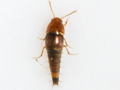 Sepedophilus nigripennis